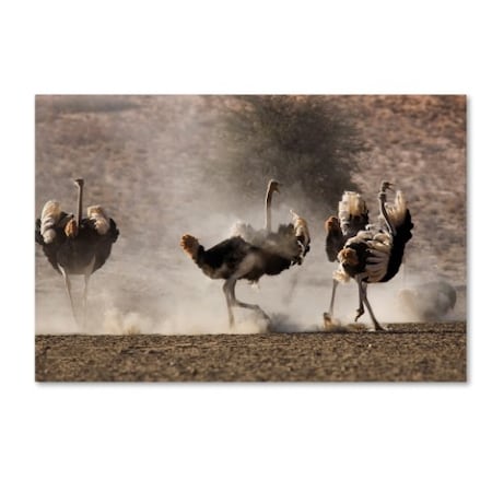 Robert Harding Picture Library 'Ostrich' Canvas Art,12x19
